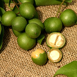 Spanish limes