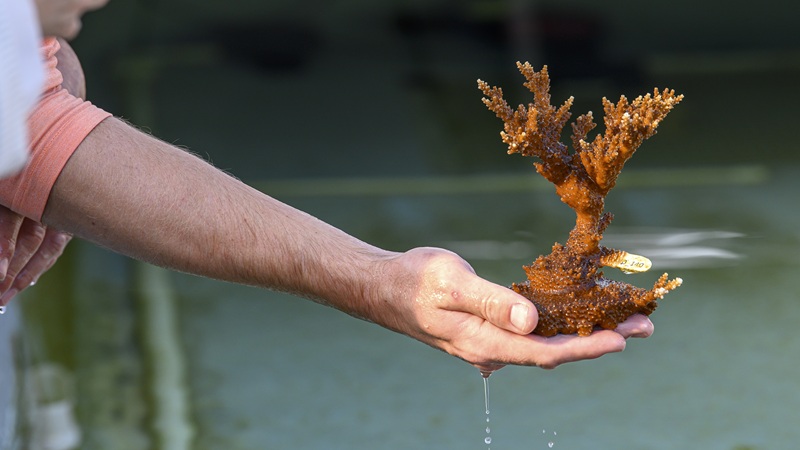 Artificial Coral 