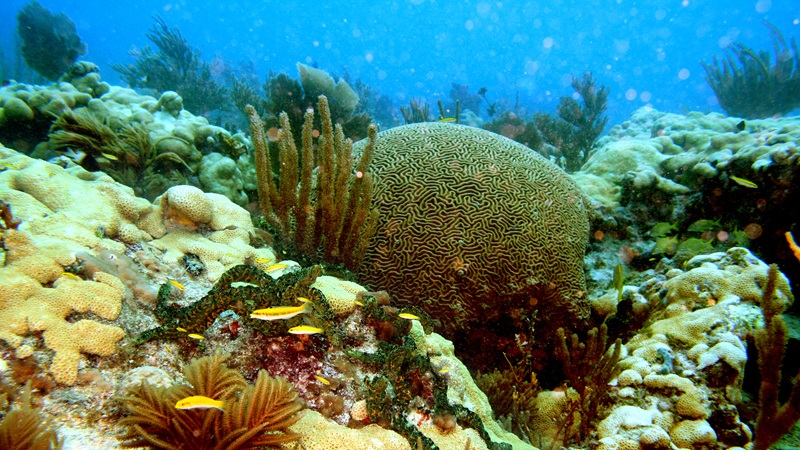 A coral reef.