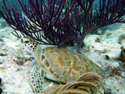 Emerald Reef