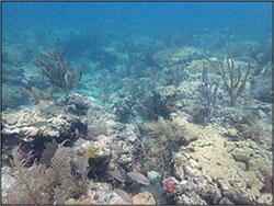 Flamingo Reef