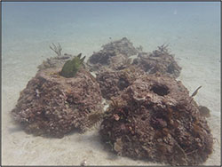 reef