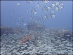 reef