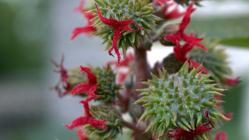 Ricinus communis