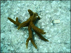 reef
