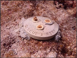 reef