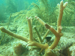 Rainbow Reef