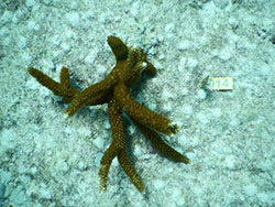 Coral Tag