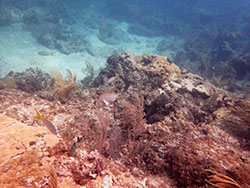 Royal Reef