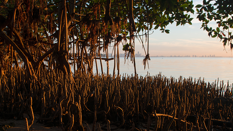 Graphic of mangroves