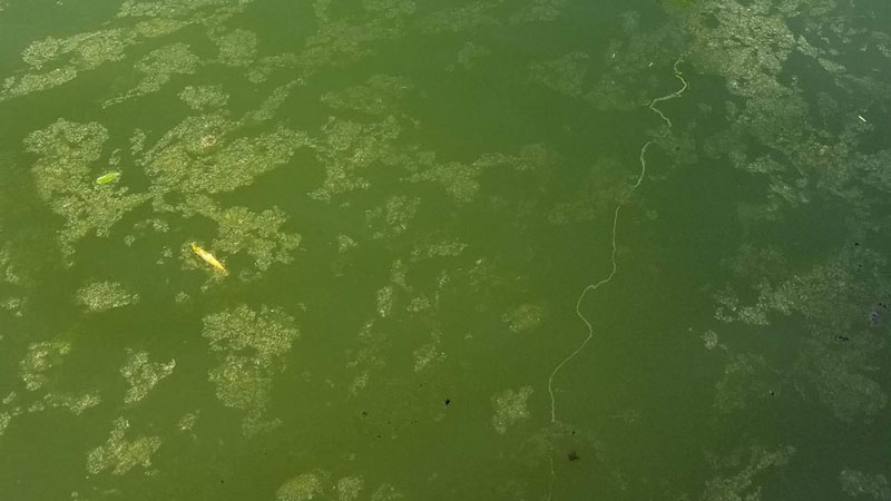 algae blooms