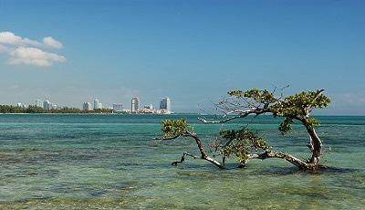 Biscayne Bay view with tree