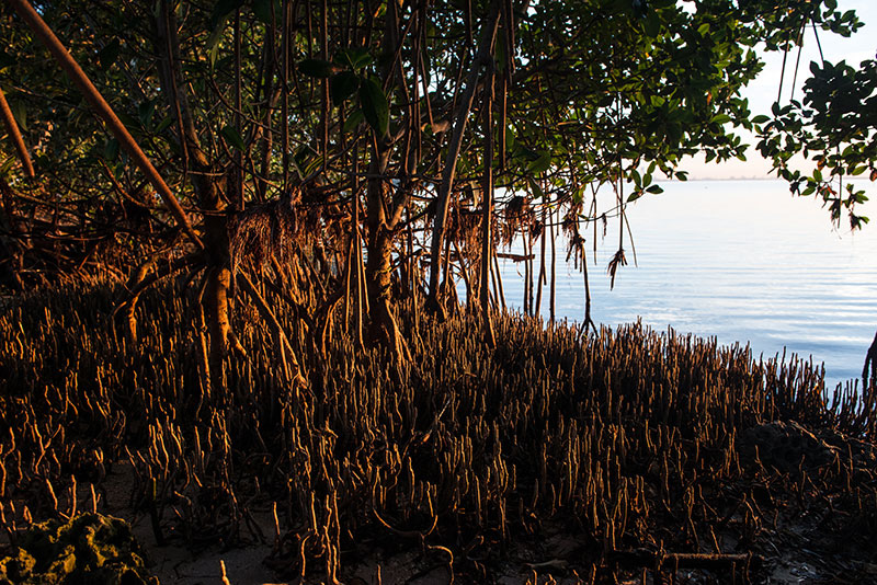 Image of mangroves.