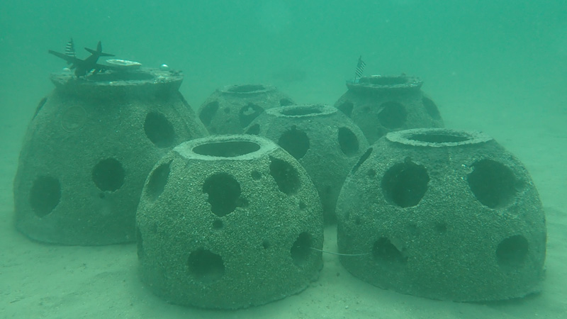 eternal reef 36