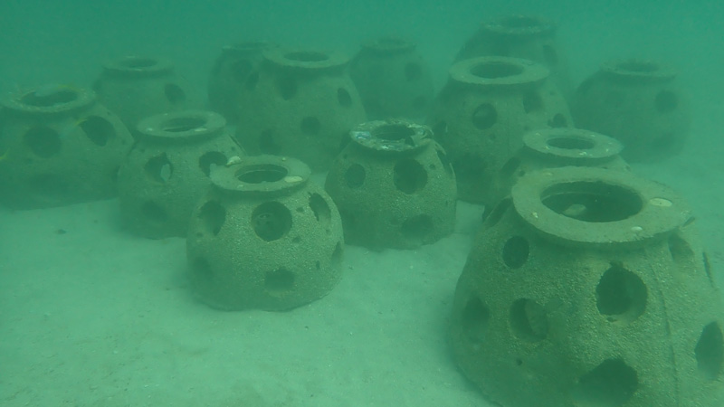 eternal reef 35