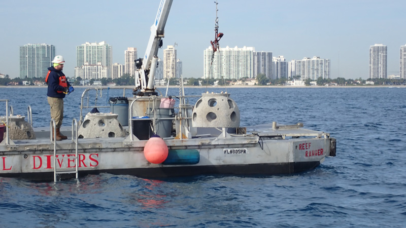 eternal reef 37