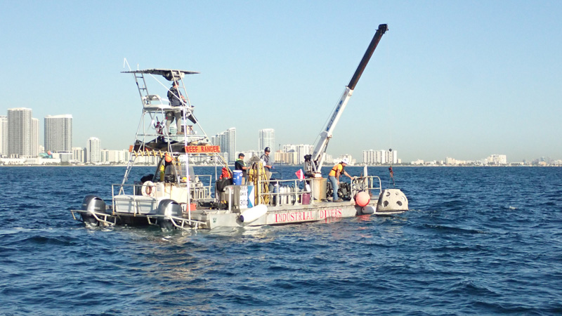 eternal reef 40