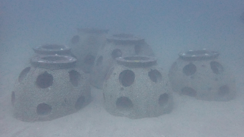 eternal reef 41