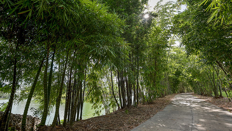 Walking trail surrounded by trees