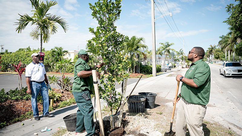  Trees being planted adjacent to a street