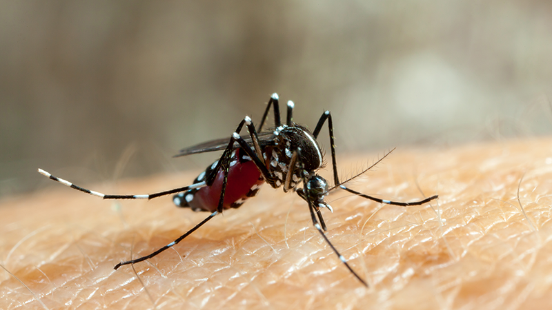 Aedes aegypti , sometimes called the Egyptian mosquito, dengue mosquito or yellow fever mosquito