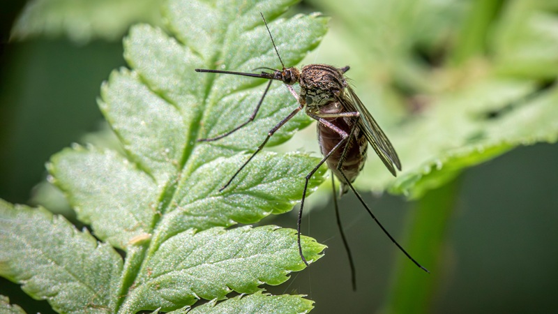 Mosquito on a plant