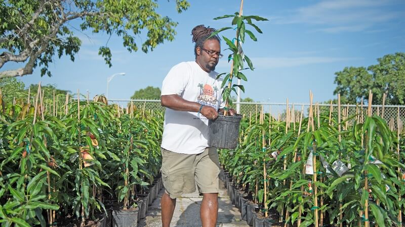 Person carrying tree in a pot.