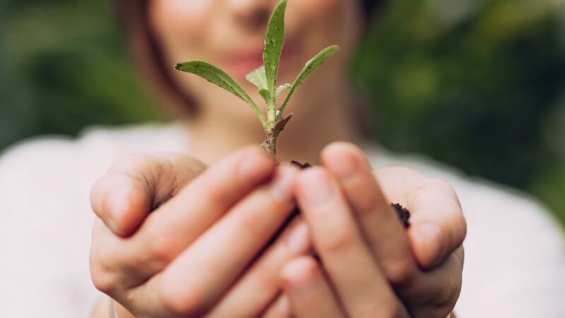 hands holding a plant