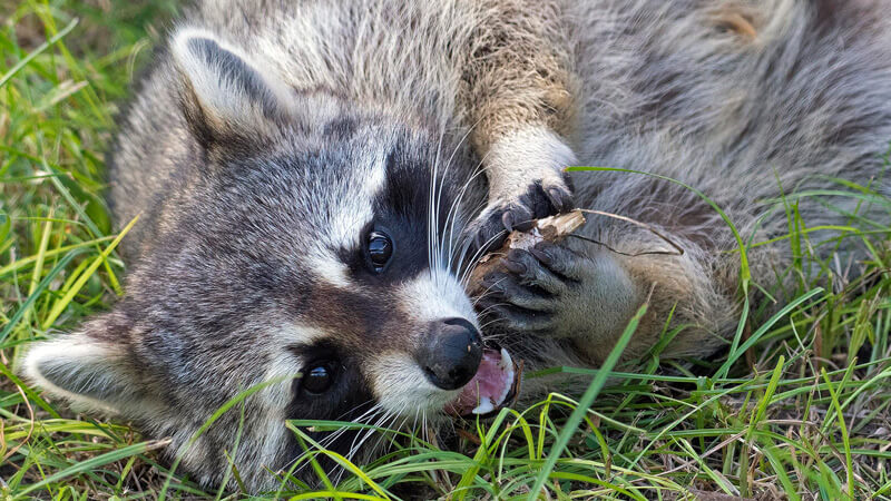 Picture of a racoon.