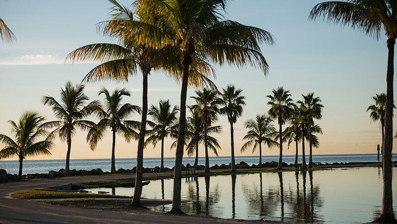 Shoreline with palm trees.