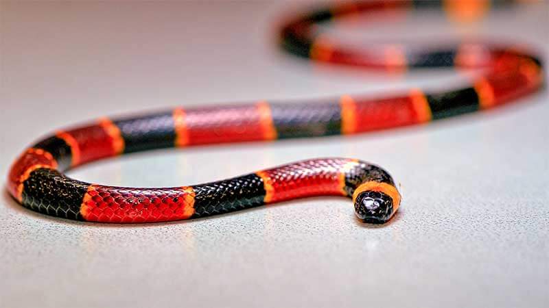 Eastern Coral Snake