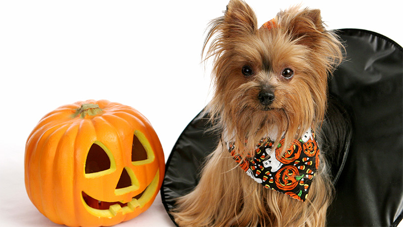 Dog sitting in front of a witches hat and next to a pumpkin 