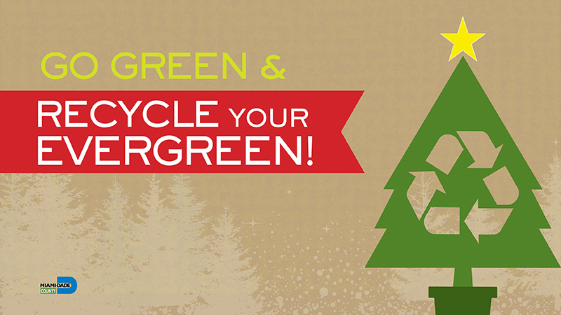 Go green and recycle your evergreen