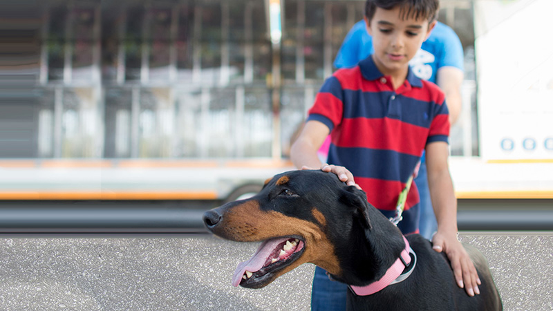 Consider adopting instead of shopping Consider adopting instead of shopping