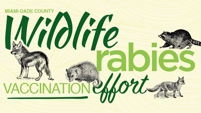 graphic with foxes, a raccoon, an opossum and the words "Wildlife Rabies Vaccination Effort"