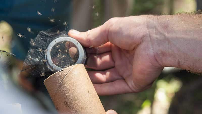 photo of hands releasing mosquitoes from a brown cylinder 