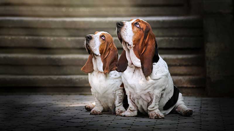 picture of two basset hounds