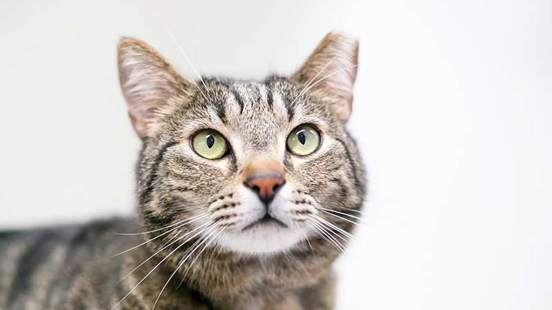 tiger cat with its ear tipped