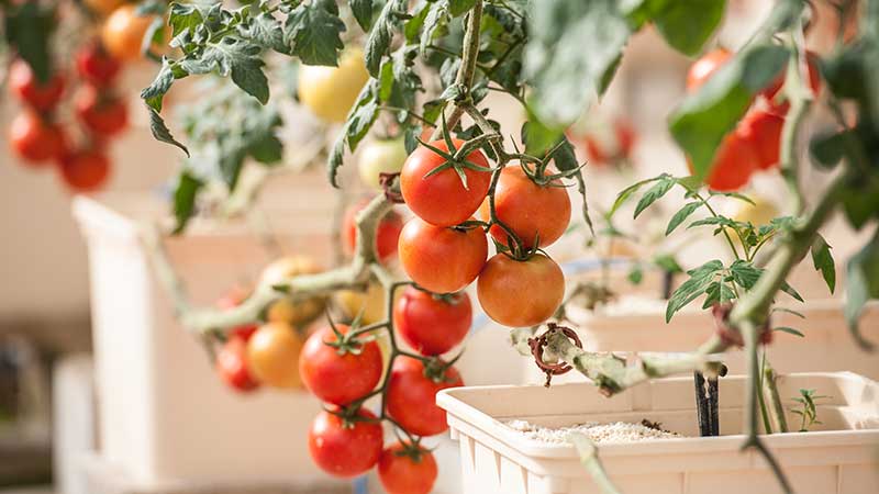 photo of red tomatoes growing on the vine