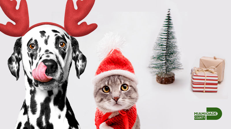 Dog wearing antlers sitting on a red bed