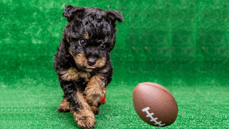 watch puppy bowl 2019 online free