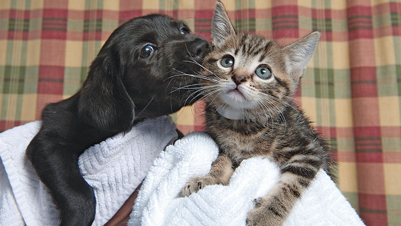 Kitten and Puppy image