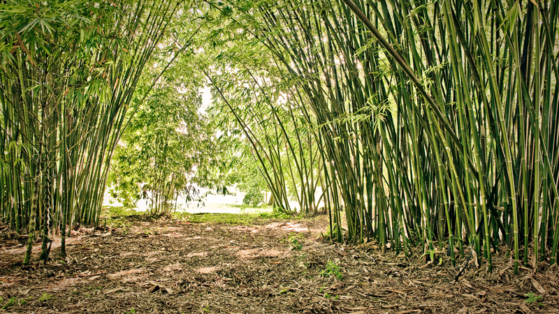 Image of a path with bamboo on both sides
