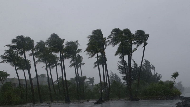 Palm trees swaying in the wind of a tropical storm