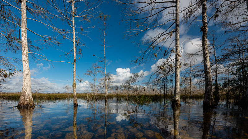 photo of wetland under a blue sky 
