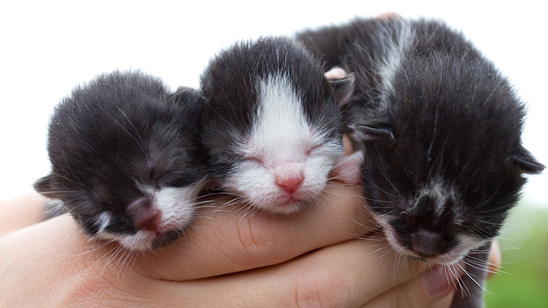 Orphaned kittens