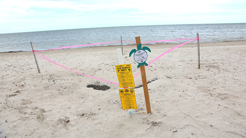 Adopt-A-Sea Turtle Nest site