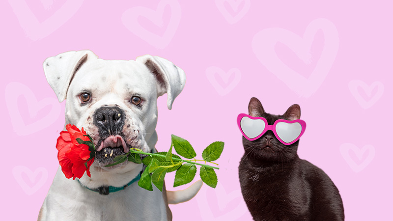 Two dogs dressed up on Valentine costumes waiting to be adopted.