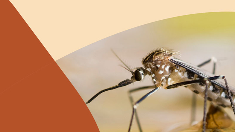 Mosquito