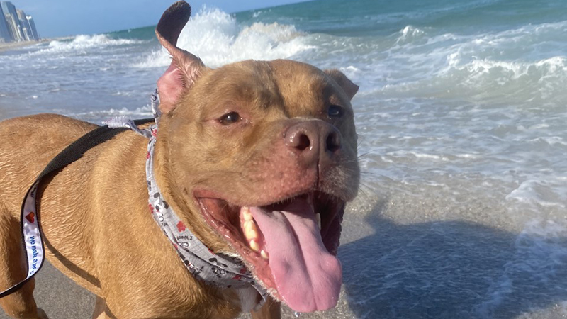 Dog running at the beach